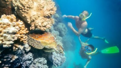 Best Great Barrier Reef Snorkeling Tours From Cairns